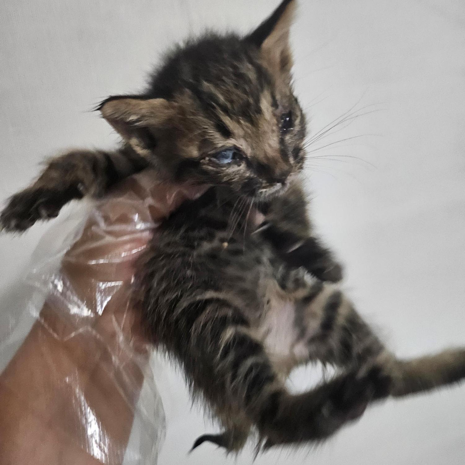 종료(자연사) 한국…